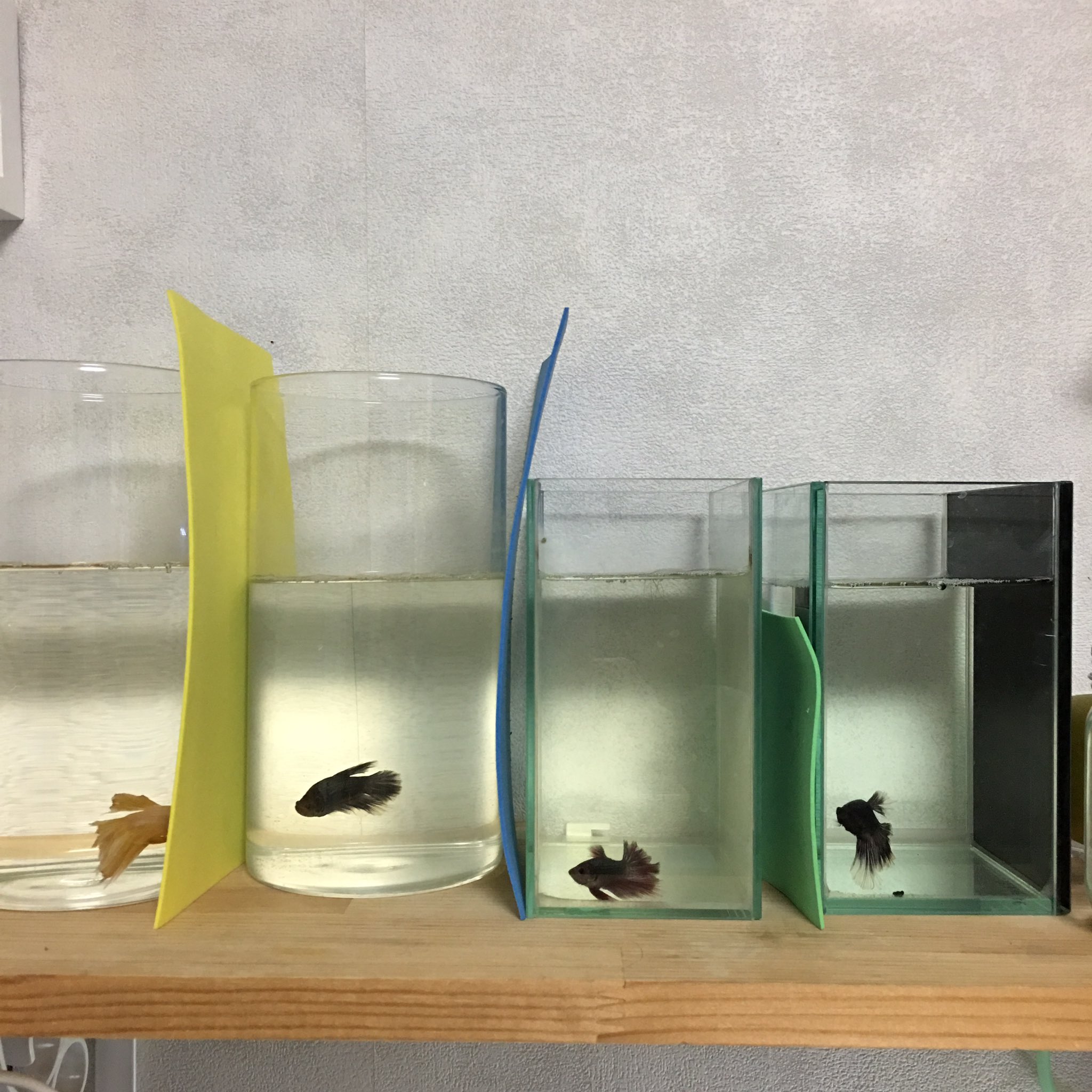 Lotus ベタ作ってる人 一杯水槽ありそうって言われたけど小さい瓶が個ぐらいしかないよ 繁殖用プラケースとメス水槽は別物 ベタ ベタ飼育 T Co Jk5vnymn5c Twitter