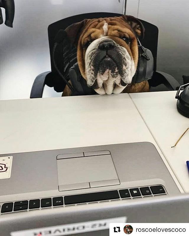 SergiBS_cat's tweet photo. The best F1 engineer! 😂😂😂😂 It's lovely to see these pictures from them! #TeamLH #Roscoe 
#… https://t.co/SbElOh1W4I https://t.co/ZzhzKnnWWb