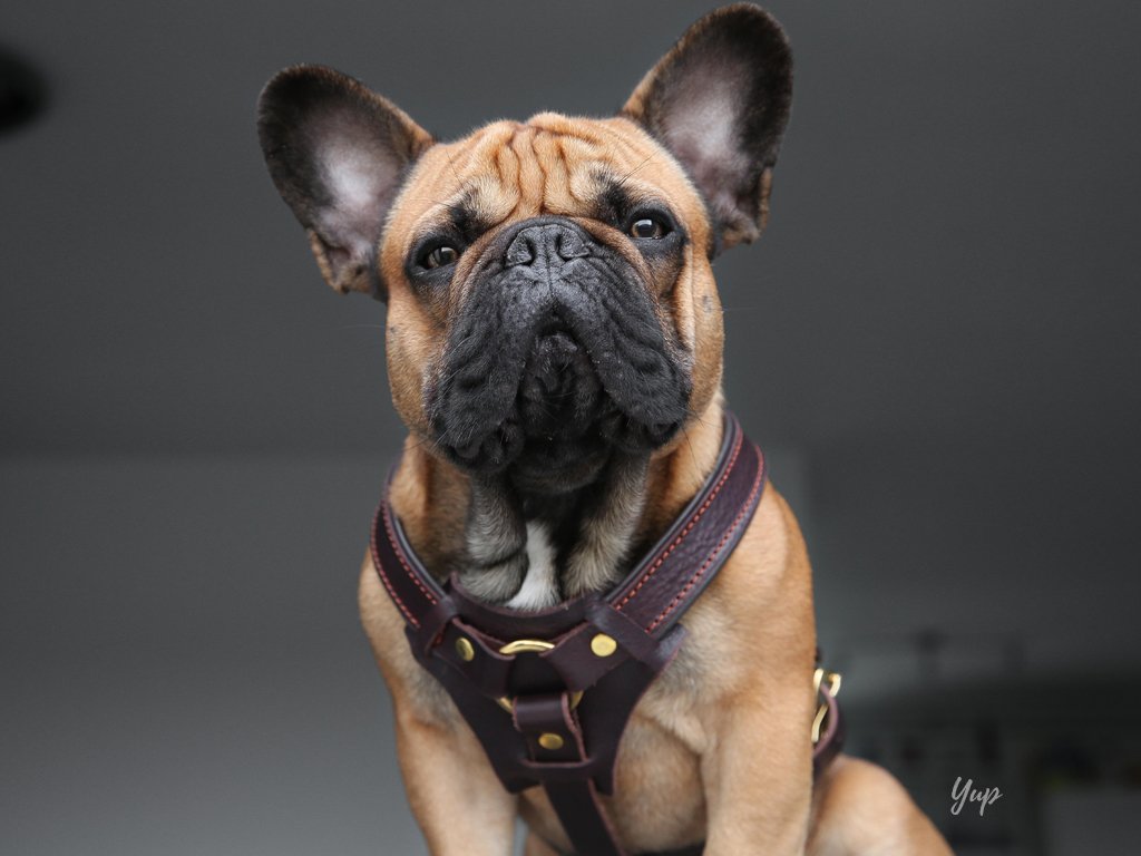 YupCollars's tweet photo. You better check out our new Y-Harness...Chop's words ;) @chasingchop #Yup #YupHarnesses #YHarness #dogharness https://t.co/2I14GmFXbs