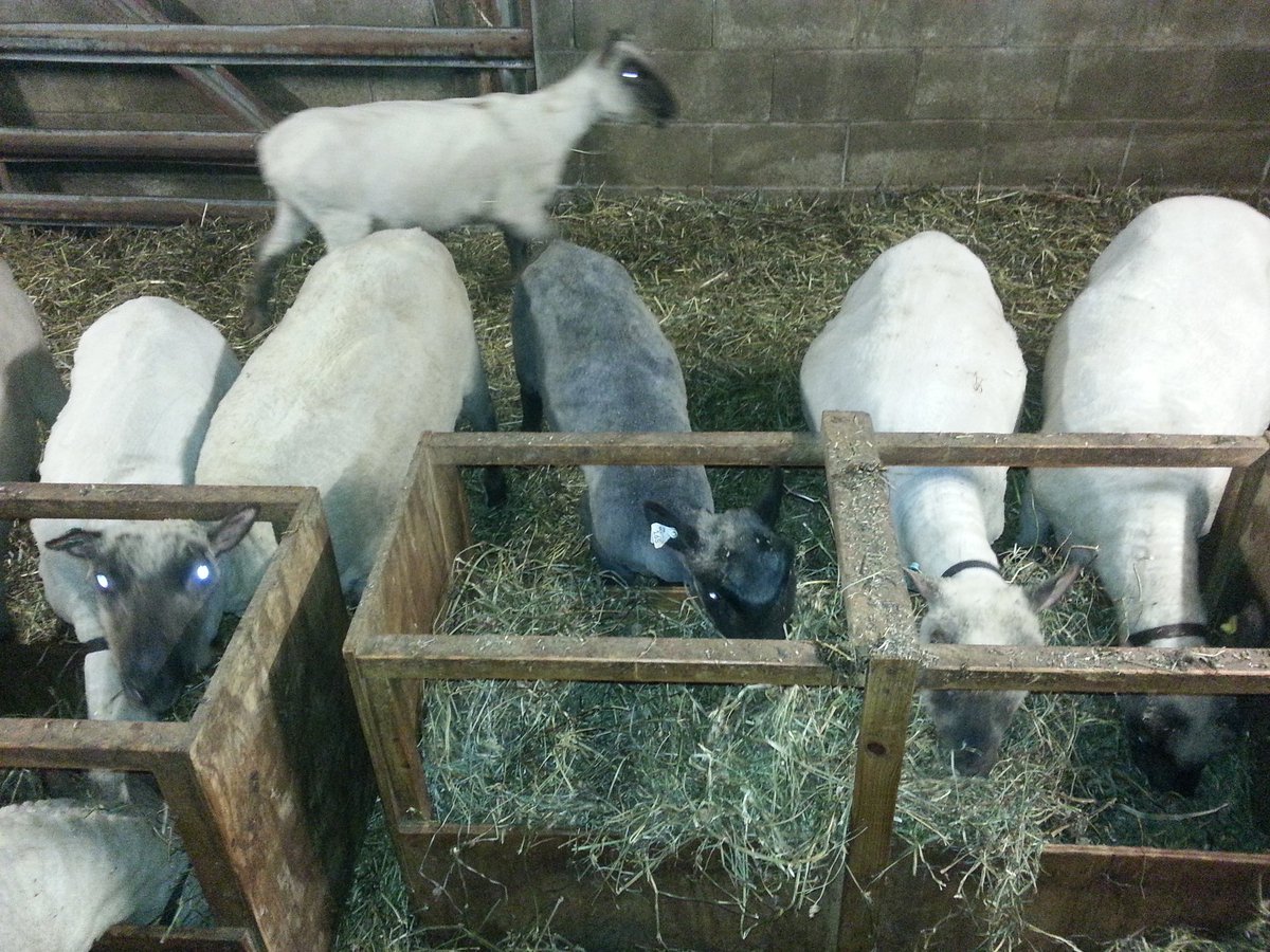 DearlyCottage's tweet photo. Freshly shorn #clunforest ewes, some are full of babies! https://t.co/os76NgZcN6