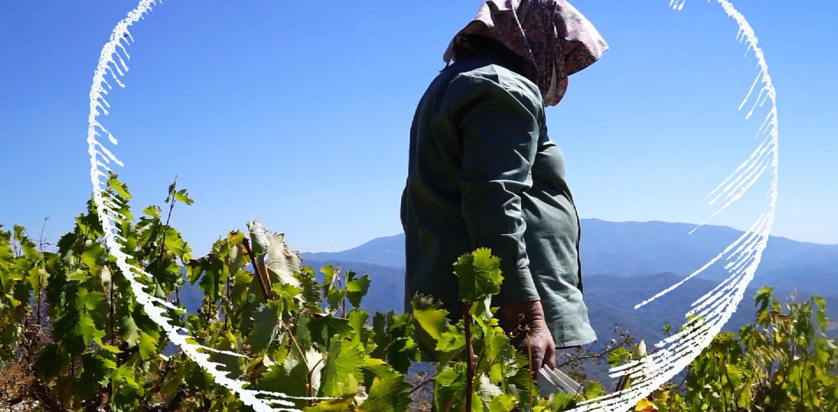 She rises above 🍷 bit.ly/2mAFDwl #winewithwomeninmind #cypruswinewomen #gratitude #vinegrowers #cypruswine
