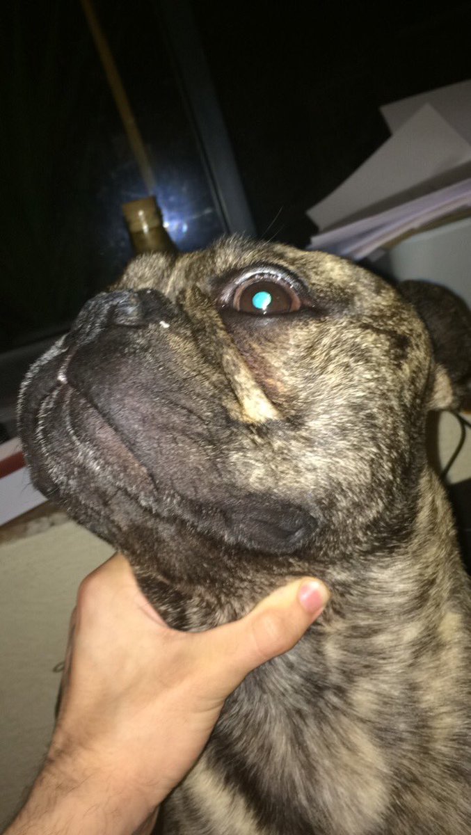 NeckDogs's tweet image. 