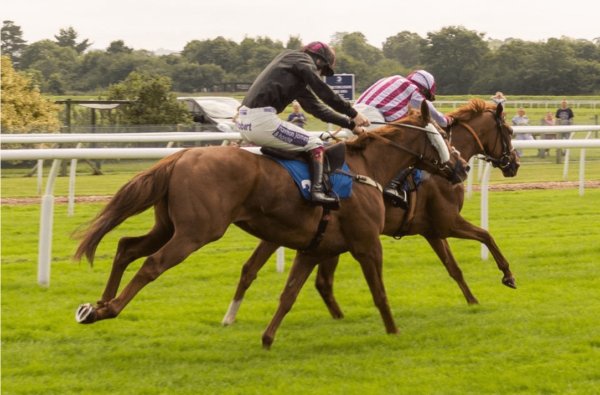Assembleon's tweet photo. Fascinating Facts about the Cheltenham Festival #csgobetting https://t.co/mRUqqYVMCY https://t.co/H2GXH9Dywd