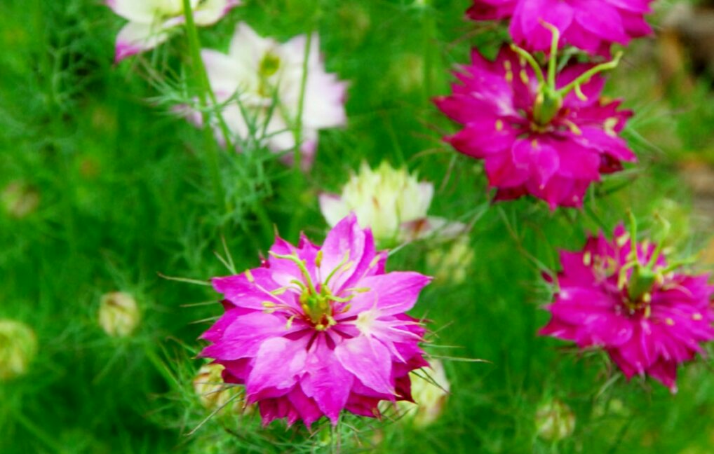 花 على تويتر 人生における今日は いつも過ごしてきた過去の集積であり いつも 未来 の一片である グランマ モーゼス アメリカの画家 今日の誕生花 ニゲラ 花言葉 未来 ナエ 花 على تويتر 人生における今日は いつも過ごしてきた過去の集積であり いつも 未来 の一片である グランマ モーゼス アメリカの画家 今日の誕生花 ニゲラ 花言葉 未来 ナエ
