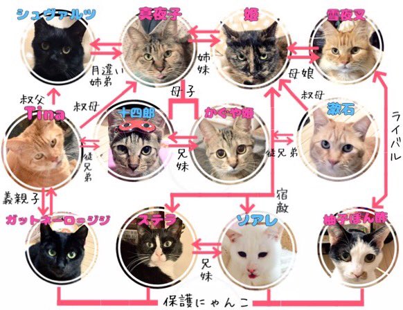 猫中毒 (@BabyCat0w0) / Posts / X