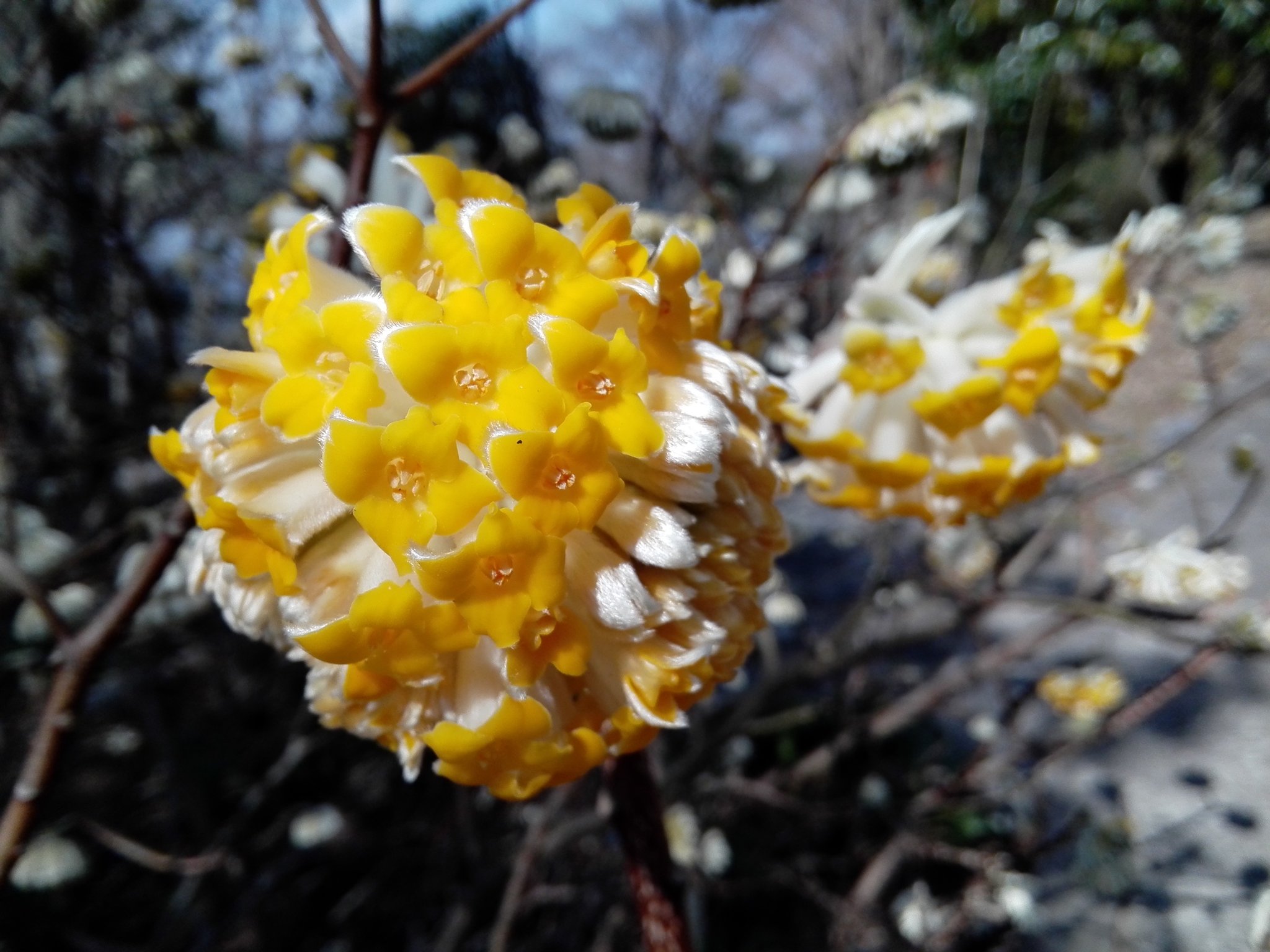 萬衛門 ミツマタの花 見頃です 何十年か前 こうぞ みつまた 和紙の原料と 四国の地理で学んだ記憶がある T Co Jvaa46ixt0 Twitter