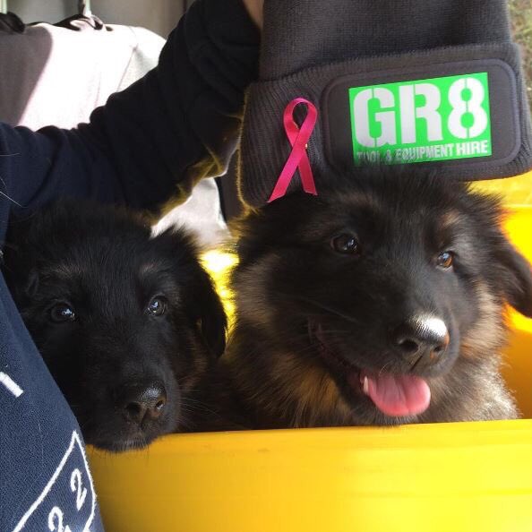 Gorgeous Ted and Yogi doing their bit and entering the #GR8HatChallenge! Aren't they adorable? Thanks so much for posting Tom Mascall xxx