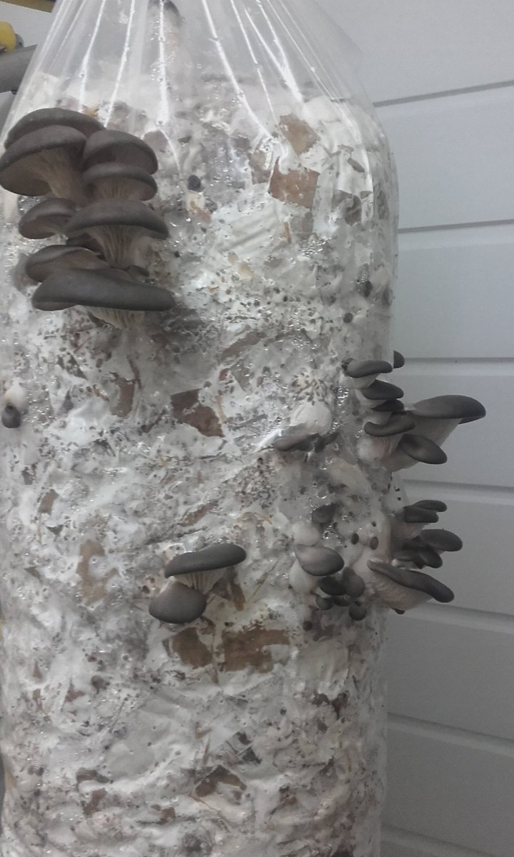 Jennifer Pryke tweet media