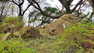 kenbunblog's tweet photo. 兵庫県神戸市の六甲山にある天穂日命の磐座 （あめのほひのいわくら）です。六甲山に点在する巨岩の一つであり、昔 六甲山に天降ったとされる天穂日命（アメノホヒ）を祀る磐座と伝えられています。 https://t.co/rAcjy9pBjB https://t.co/AVHfcwF6vN