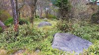 kenbunblog's tweet photo. 兵庫県神戸市の六甲山にある天穂日命の磐座 （あめのほひのいわくら）です。六甲山に点在する巨岩の一つであり、昔 六甲山に天降ったとされる天穂日命（アメノホヒ）を祀る磐座と伝えられています。 https://t.co/rAcjy9pBjB https://t.co/AVHfcwF6vN