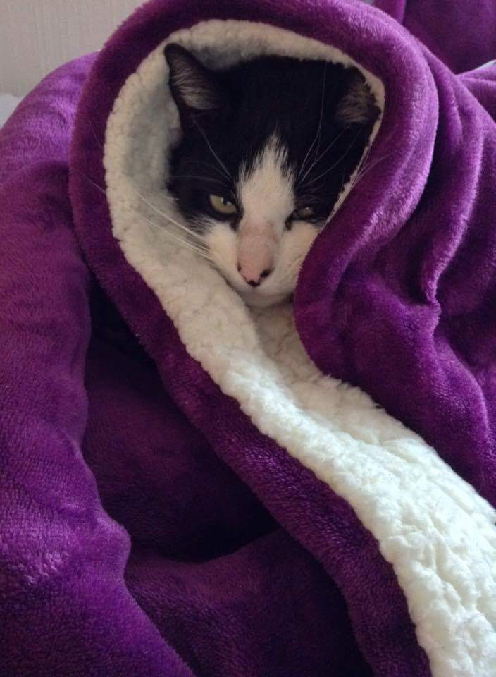 AraAracoeli's tweet photo. #catsofinstagram @catsofinstagram , #purrfect #lazy #rottenBaby https://t.co/1bnOezNXai