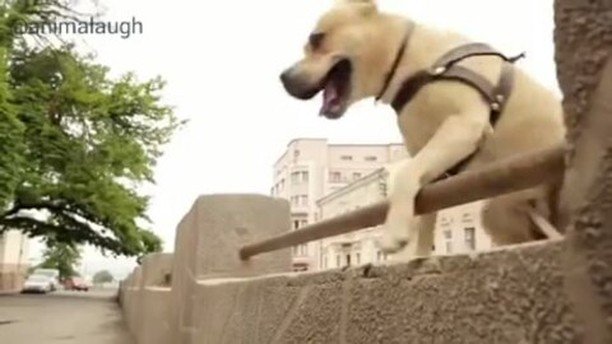 animalaugh's tweet image. What an athletic boy 😮😮😮 ... l'm in shocked 🐶🐾
-
-
-
#athletic #athleticdog #goodboy #outd… ift.tt/2mXQxwX