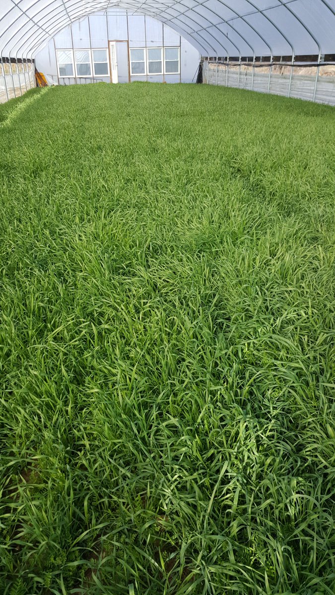 NRCS_Missouri's tweet photo. A high tunnel in Lincoln County seeded to a cover crop of rye, wheat and hairy vetch. #soilhealth #discoverthecover https://t.co/eTtKDgzoSx