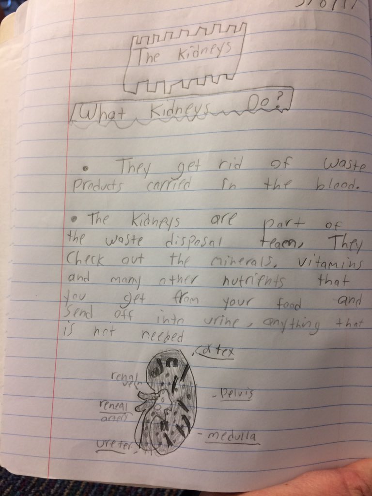 DaughtreySTEM's tweet photo. @ManateeScience I love it when students go above and beyond to understand a concept - this time, kidneys! https://t.co/gNj8ySWtp9