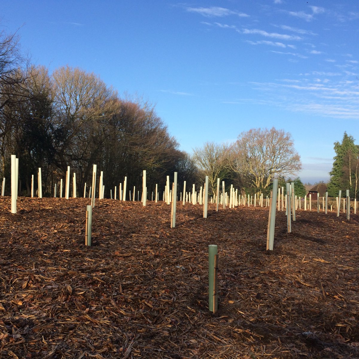 TheMontrealEst's tweet photo. Busy Winter.  Been planting and putting our new Forestry Barn into use. https://t.co/hLv6HRmIm7