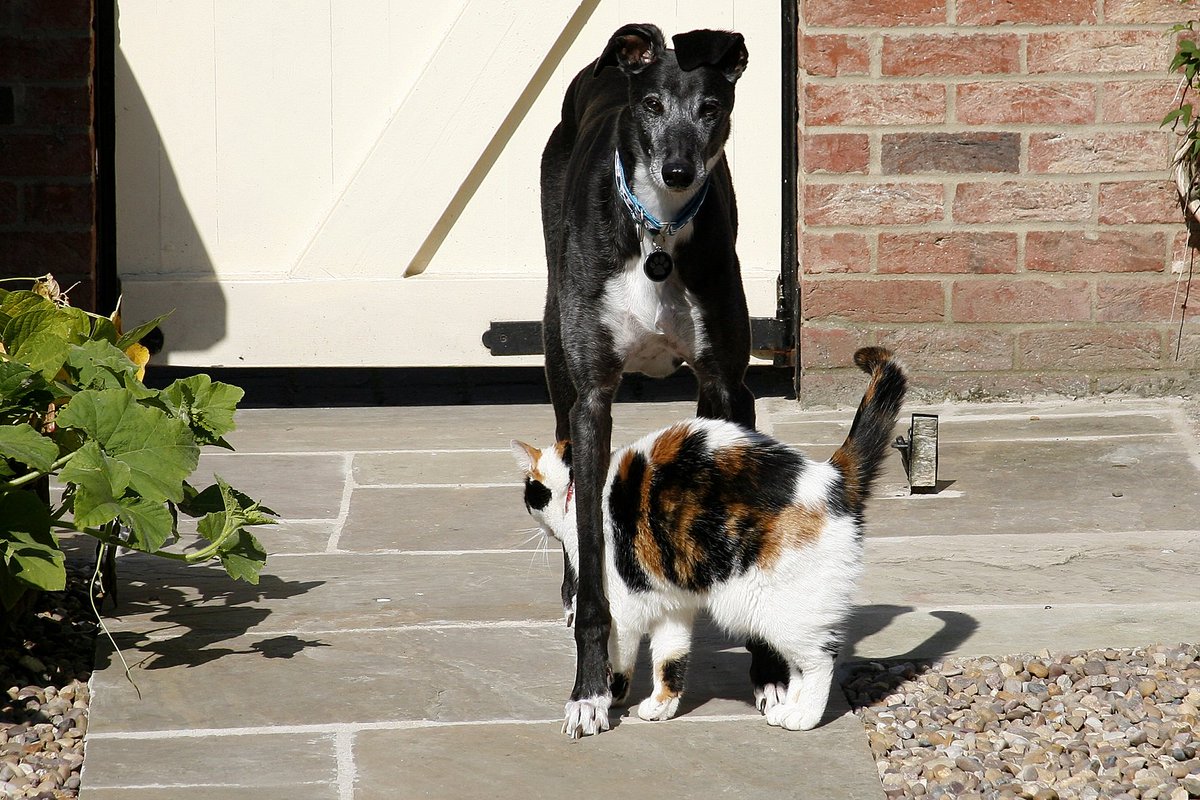 PetGuild's tweet photo. Common myth about adopting a retired racing greyhound is they can't live w/ cats/small animals - Susan McKeon: https://t.co/KvY0cTiJvG #dogs https://t.co/k7trBOccgh