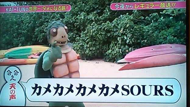 かめかめサワーズのCMで着ぐるみを着るきっかけとなったバラエティ番組