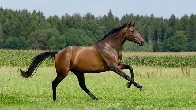 TheRealDick3's tweet photo. HORSES, HORSES, HORSES! https://t.co/6tchfmrGw9