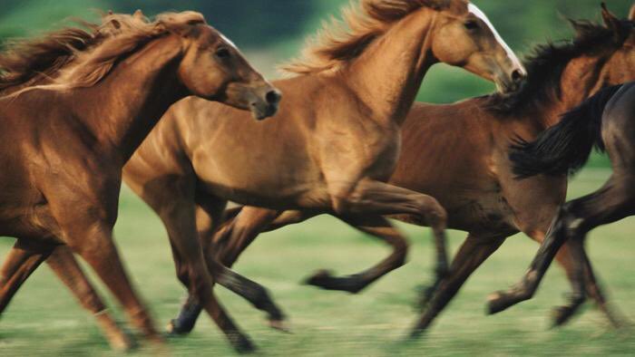 TheRealDick3's tweet photo. HORSES, HORSES, HORSES! https://t.co/6tchfmrGw9