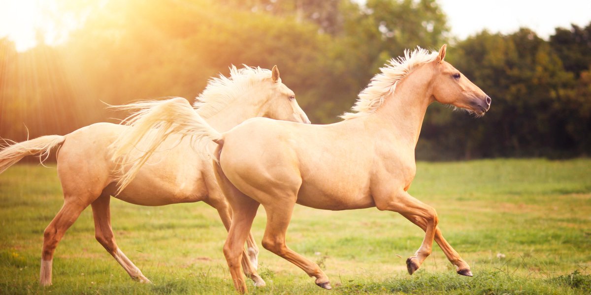 TheRealDick3's tweet photo. HORSES, HORSES, HORSES! https://t.co/6tchfmrGw9