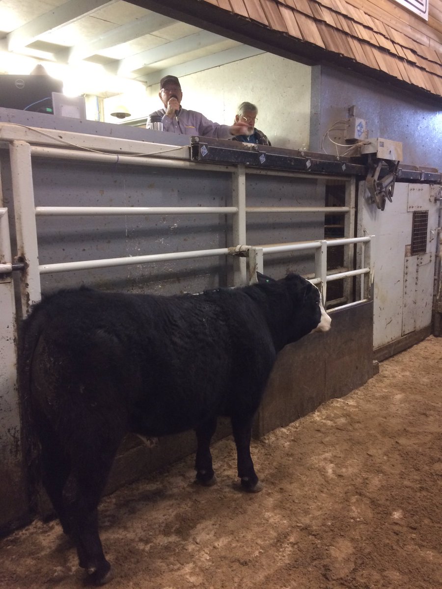bdpeak's tweet photo. Wildfire relief auction at Emporia Livestock raises $30000 today for a great cause!  Thanks to everyone who donated!  #greatpeople https://t.co/ljJYN1bpxU