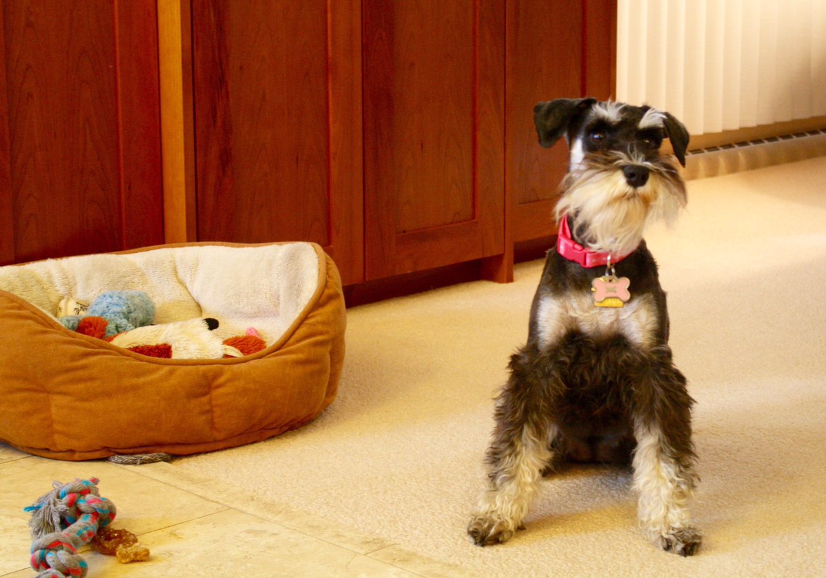 carolineklohs's tweet photo. Riley Elizabeth is 3! Life wouldn't be the same without our bearded lady. ๐พโค #Schnauzer #SchnauzerStyle #Schnauzergang https://t.co/gH1xI0R8ed