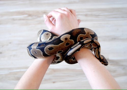 A fear of snakes is brilliant with this as bondage.