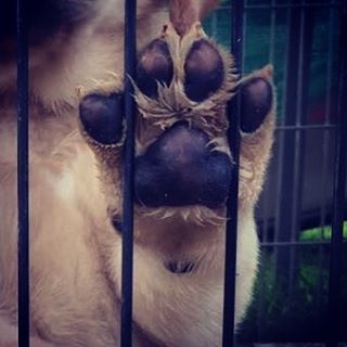 Awdogs's tweet photo. Loveable 🐶@enricobenzi 💕❤️⭐️
*
*
*
*
*
*
*
#Awdogs #Awdog #Dog #Dogs #Puppy #WeeklyFluff #… https://t.co/20uWG3hdbt https://t.co/Gn64jyW6Hg