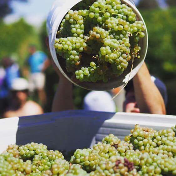 It's harvest time at the wineries across the Canberra Region. The team at <a href="/4windsvineyard/">Four Winds Vineyard</a> are in the midst of picking their #2017Vintage.