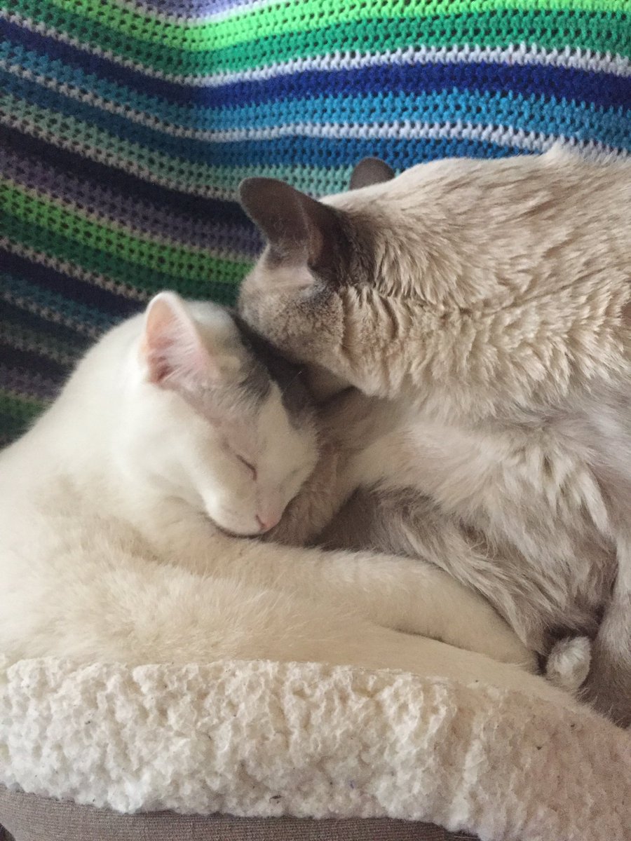 zandertehcat's tweet photo. Happy 2nd birthday @cordythekitty ❤️😻#HappyBirthdayCordelia #CatsOfTwitter #siblings https://t.co/3VZJldIYy5