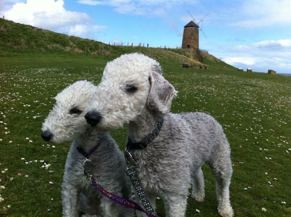 <a href="/johnmurrayjnr/">Ryan Sullivan</a> <a href="/EastNeukofFife/">East Neuk of Fife</a> <a href="/welcometofife/">Welcome to Fife</a> <a href="/VisitScotland/">VisitScotland</a> <a href="/welcomescotland/">Welcome to Scotland</a> Our two Bedlington Terriers at same place. #bedlingtonterriers