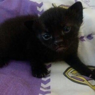 __lausanz's tweet photo. ⚠️URGENTE SE REGALAN GATITOS (aún tienen un mes pero se van buscando gente que los quiera porque no se los pueden quedar) DIFUNDID PORFI🙏🙏 https://t.co/znvaHNkbWm