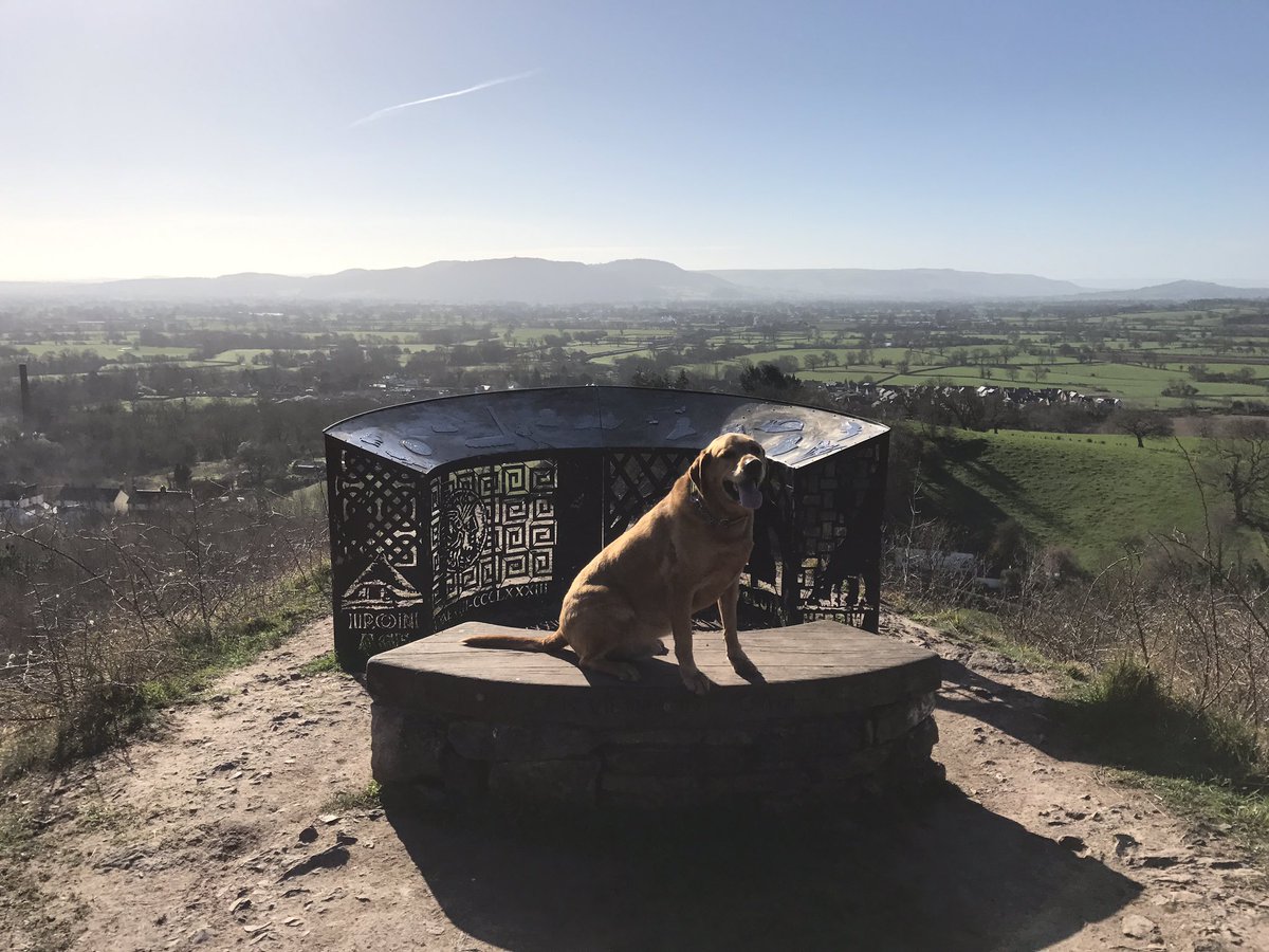 taaffepets's tweet photo. Fergie enjoying the view from Llanymynech Rock. #SpringHasSprung #benchphoto https://t.co/Fc5FDd3QQU