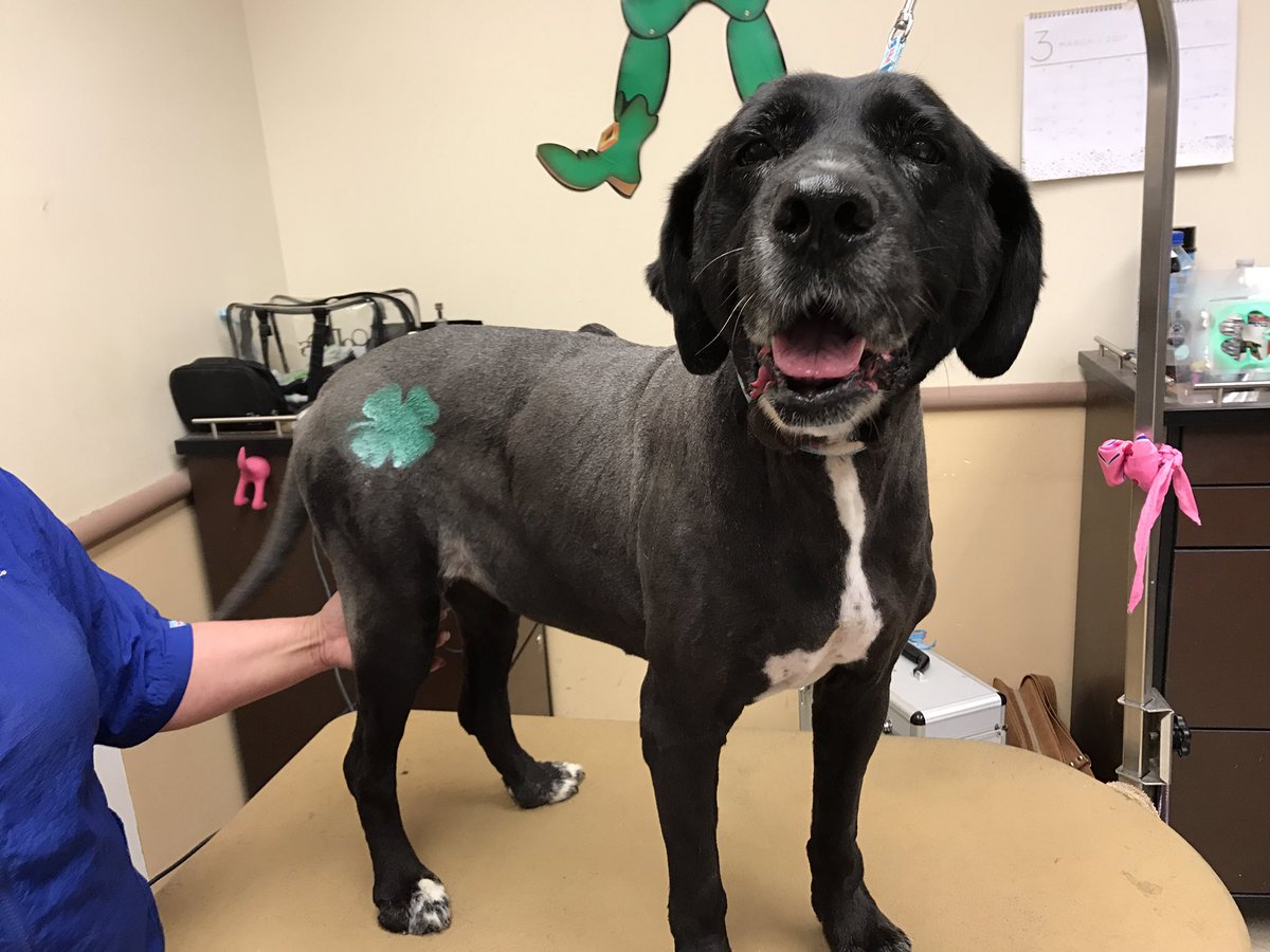 Academy made this pretty girl ready for Saint Patrick's Day 🍀 <a href="/JPinera_QE/">Jessica Pinera</a> #DATLife #petexpressions #academystudentsrock