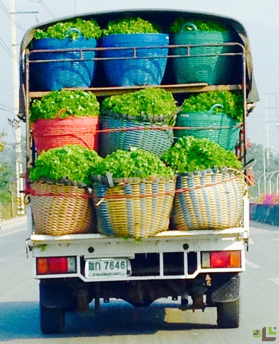 nanasolutionsco's tweet photo. GREENS catching Nana’s eye! Fresh from a #Chiangma #farm to the table of some lucky families. https://t.co/z47ofb4hkk