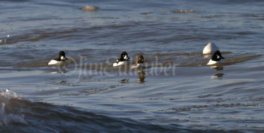 Barrow’s Goldeneye at North Point Park in Sheboygan Wisconsin on March 15, 2017 windowtowildlife.com/barrows-golden…