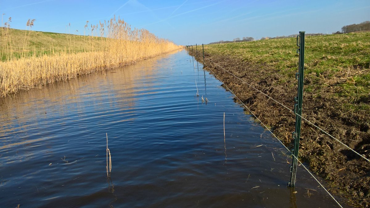 BoswachterRoelf's tweet photo. Vandaag vossenraster geplaatst weidevogelterrein  Mosselwiel @landschapnh Dankzij 2 stroomdraadjes vorig jaar volop broedsucces weidevogels! https://t.co/iz8mcO0XVq