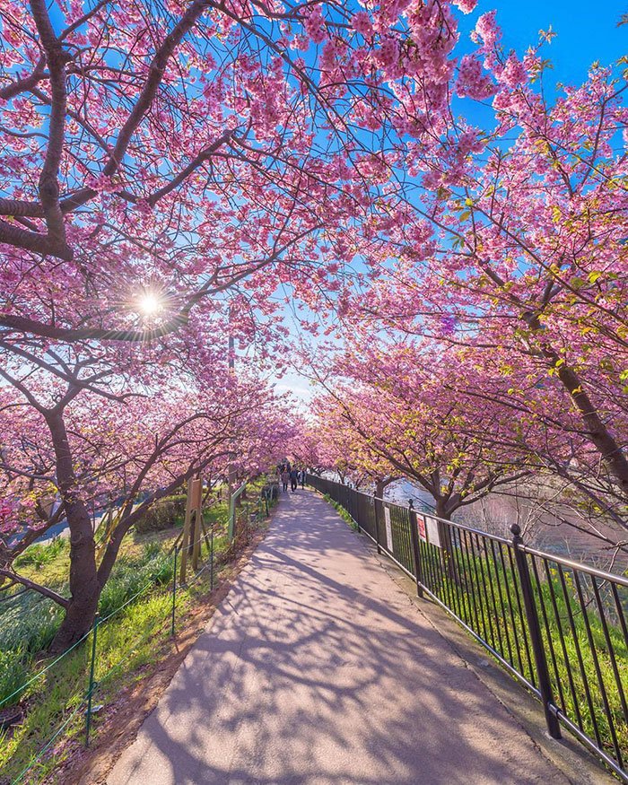 YettioTravelMag's tweet photo. Cherry Blossoms In This Japanese Town Are Now In Full Bloom, And It Looks Out Of This World https://t.co/NY3LIylrFL https://t.co/m5agfnIRlx