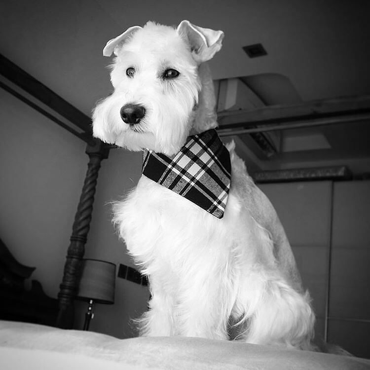 Awdogs's tweet photo. So Sweet 🐶@dogsamazingworld 💓⭐️😚 I was being very serious and thinking hard... Thinking wh… https://t.co/FcqWjmbQGe https://t.co/bt1tVny5a4