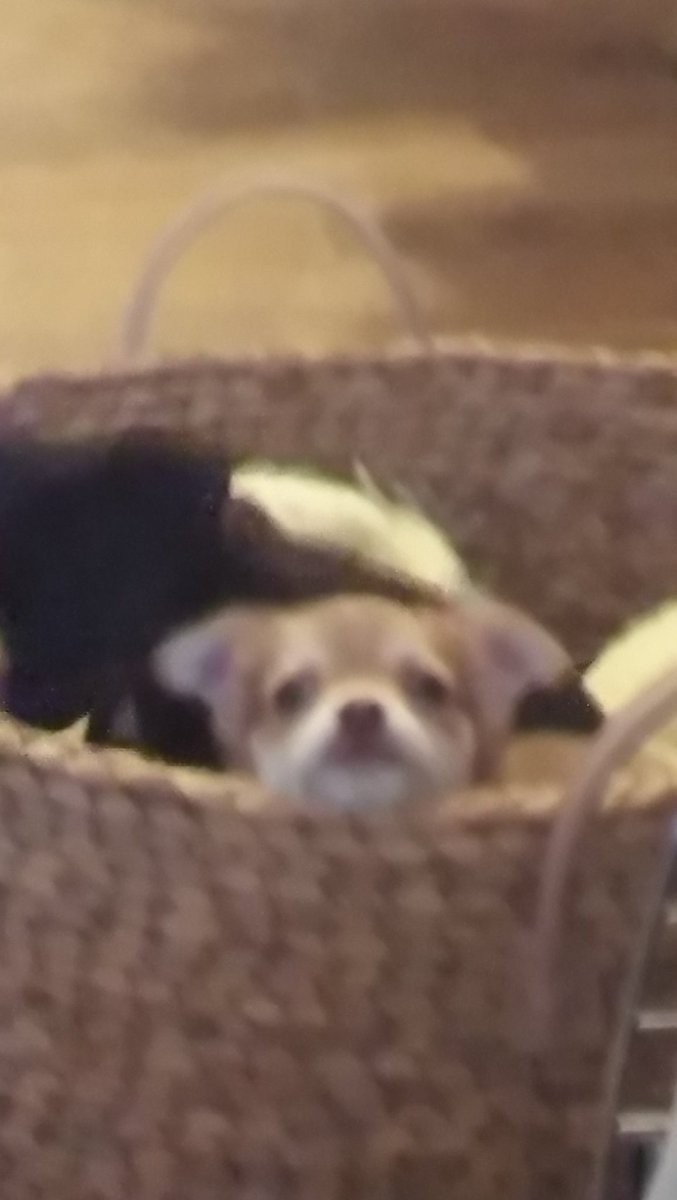 ConqTrain's tweet image. Puppies