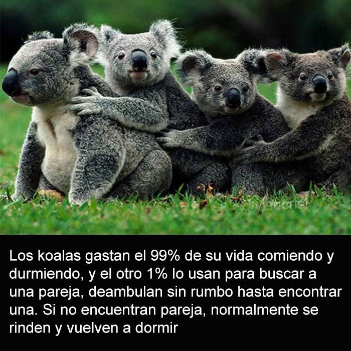 yisucrist's tweet photo. kreo k soy más koala k humano https://t.co/usfuX6Smp3