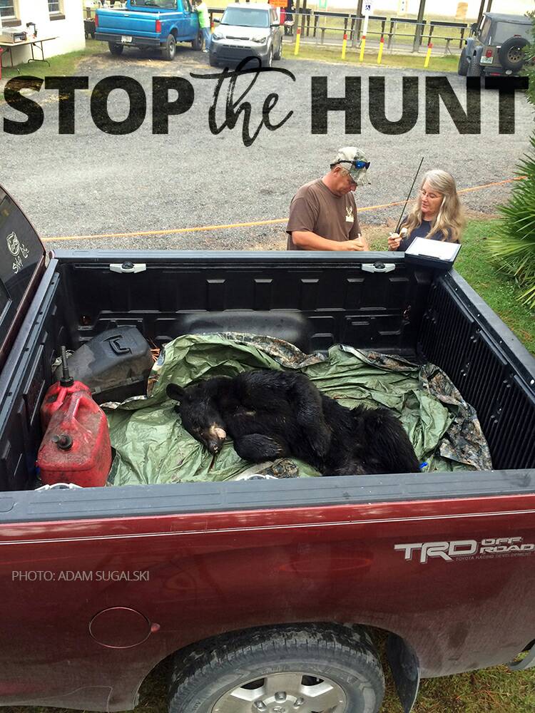 oneprotestinc's tweet photo. A scene from a #flbearhunt check station in 2015. We can't let it happen again. Sign the petition: https://t.co/JLWtawGdYN https://t.co/b8F5Ws9o2K