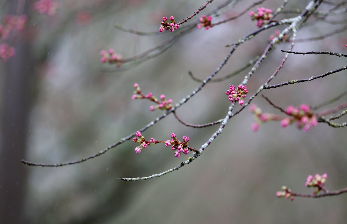DPetersonSJ's tweet photo. It's almost that time...Saturday is Cherry Blossom Day at the Oregon State Capitol. #SalemOR #CherryBlossoms https://t.co/hBlwDXFEfl