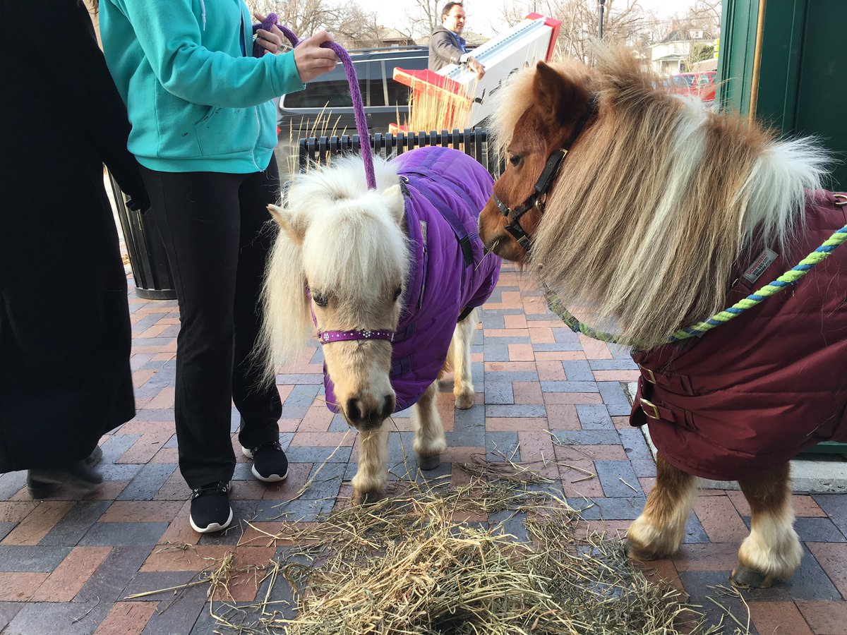 Just a couple of ponies hanging out at @eCreamery in Dundee! @STAR_1045 #feiworldcupfinal