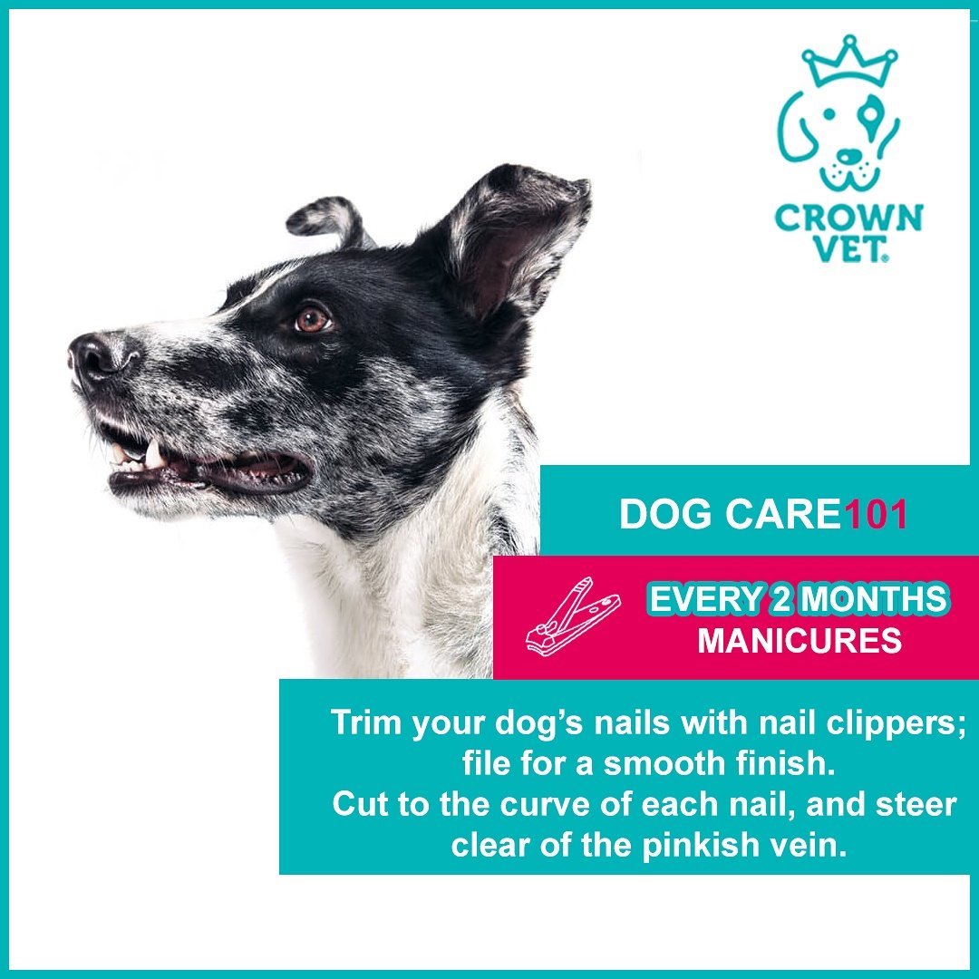TheCrownVet's tweet photo. Pampering your pooch is the way to go. We complete your  medical, hygiene &amp; grooming needs at Crown Vet. 🔵🐕💅
 #petcare #doggrooming https://t.co/0KGPP8kT3C