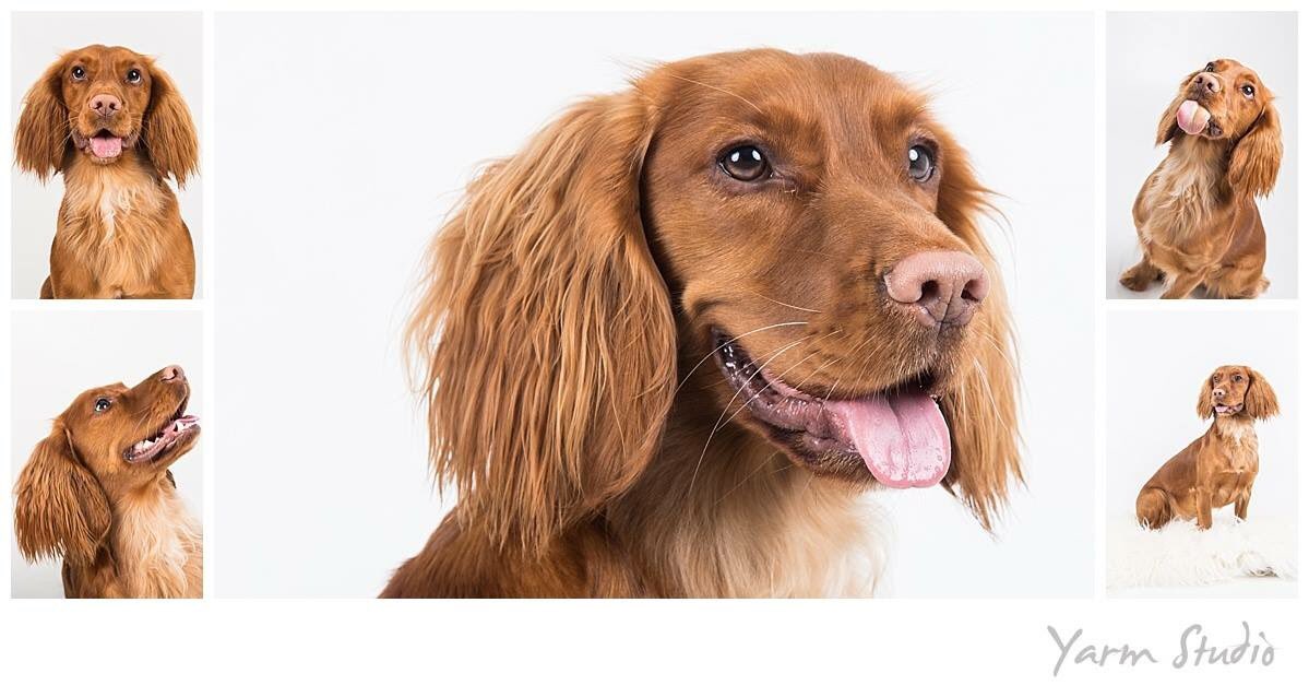 YarmStudio's tweet photo. Pet portraits in the studio with Penny! #PennyTheDog #YarmStudio #yarm #highstreet #photography https://t.co/XQ94Zp6csH