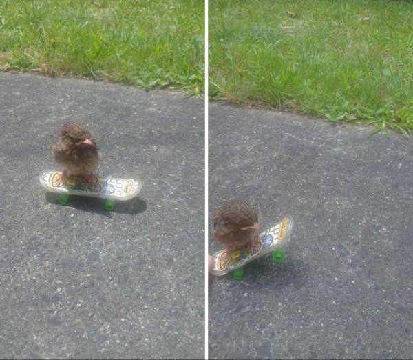 CauseWereGuys's tweet photo. Tony the Hawk https://t.co/UhnzHkHWHF