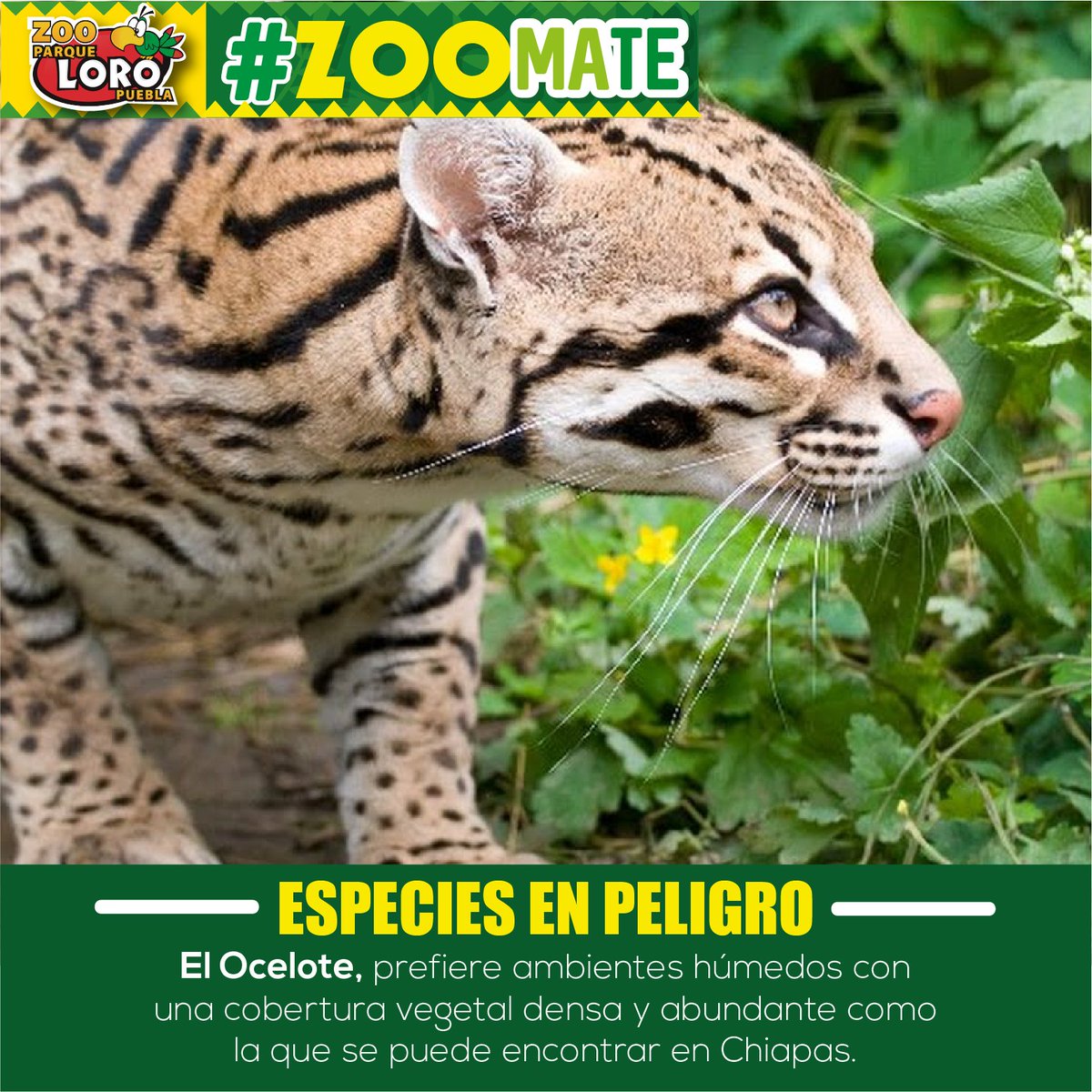 ZooParqueLoro's tweet photo. Otra de las especies endémicas en peligro es el Ocelote https://t.co/NtNopgRVxg