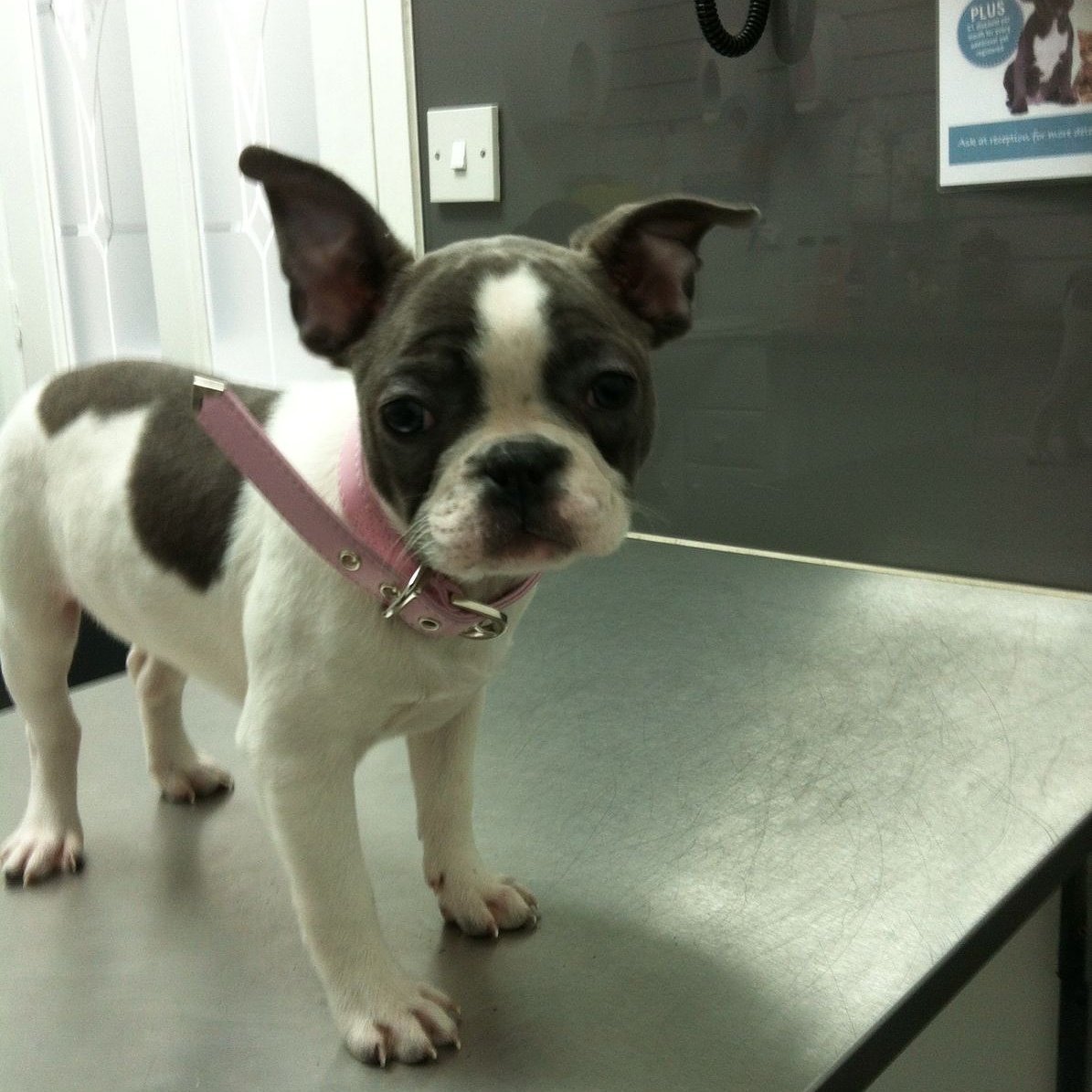TriageVets's tweet photo. Meet Kate! Beautiful french bulldog...energetic, playful,a complete bundle of joy! 

#triagevets #frenchbulldog #puppy @DogsofInstagram https://t.co/S9WORsSDxh
