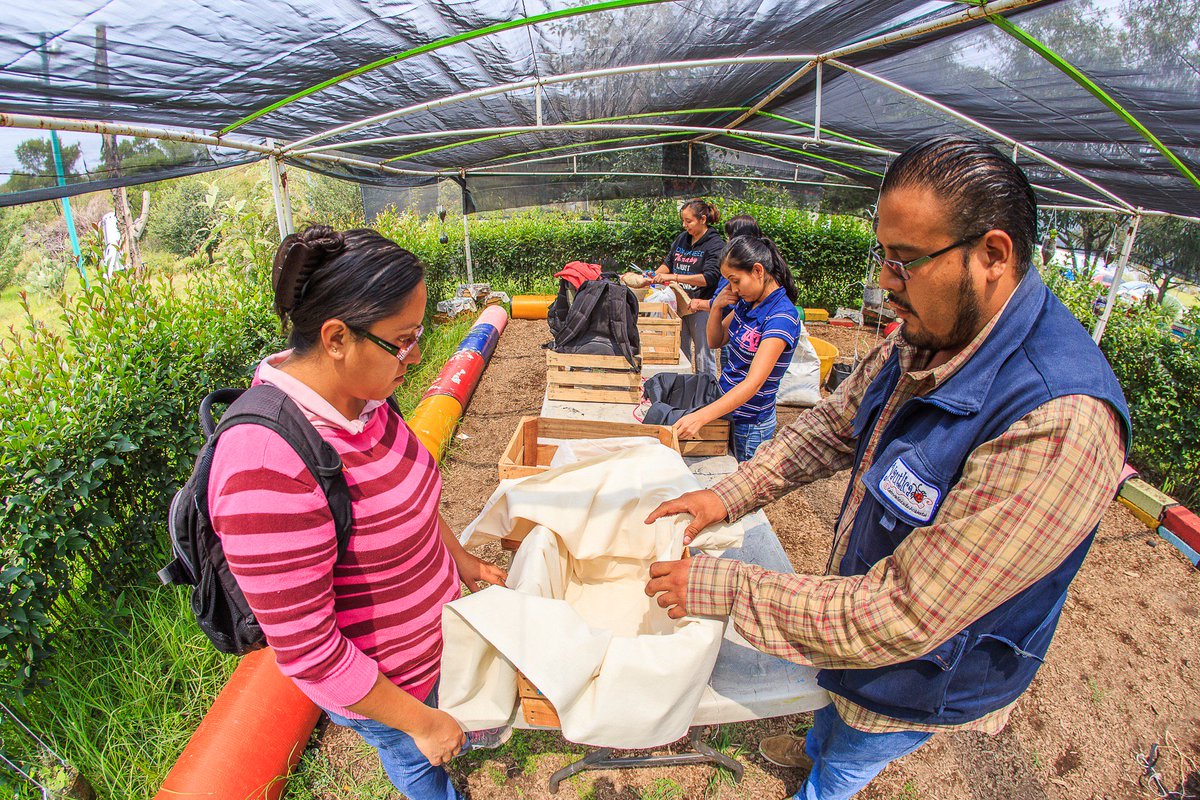 PlanVerdeCDMX's tweet photo. En la ciudad se imparten talleres de huertos urbanos, con la finalidad de promover el desarrollo personal y profesional de toda #MujerCDMX https://t.co/kdH950QqKO